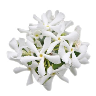 风车茉莉母本大苗耐阴耐寒老桩阳台庭院爬藤植物四季常绿盆栽花墙