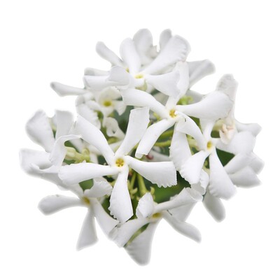 爬藤植物常绿花墙四季