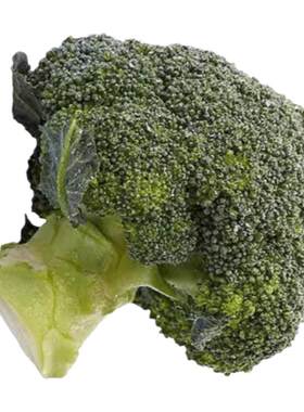 早熟西兰花苗高产秋冬季蔬菜秧子