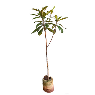 大五星枇杷苗树无核琵琶果树苗嫁接苗盆栽南方水果树果苗大果种植