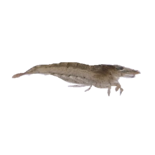 黑壳虾水草除藻虾观赏虾清洁虾活体虾宠物虾秀丽白虾包邮无包装费