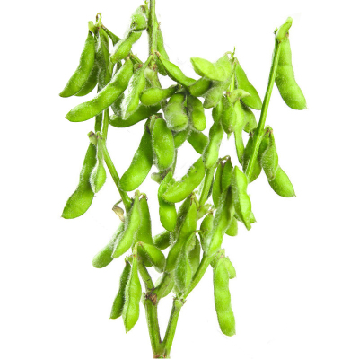 鲜食毛豆种子早熟高产特大