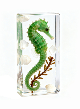 中草药展示墙标本定制干花蝴蝶