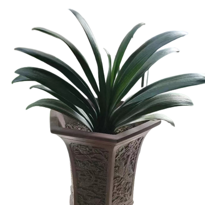 圆头和尚君子兰盆栽大花卉植物