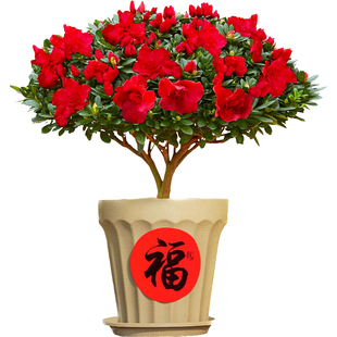 四季杜鹃花盆栽带苞开花不断年宵喜庆花卉家养绿植物室内好养花苗