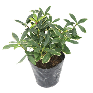 花与花器 金边瑞香 室内阳台庭院耐寒冬天开花苞多绿植物花卉盆栽