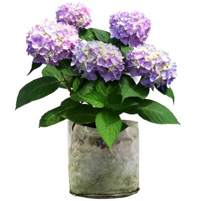 大花绣球苗四季开花无尽夏盆栽花卉绿植物好养耐寒老桩室外阳台