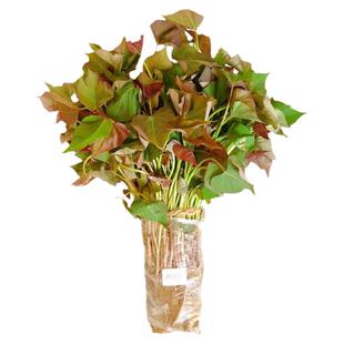 红薯苗优质种植苗子高产正宗黄心番薯秧育苗济薯26直销100棵包邮