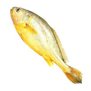 东海深海大黄鱼新鲜海捕黄花鱼鲜活冷冻生鲜海鲜海鱼新鲜水产商用