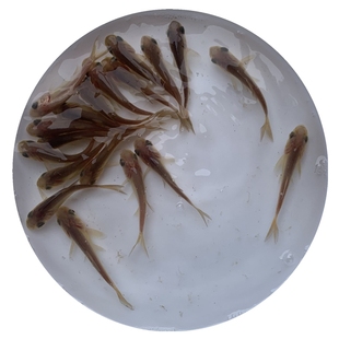 金大头鱼苗花鲢鱼鳙鱼胖头鱼苗观赏鱼养殖水活体大型鱼可食用