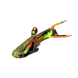 孔雀鱼精品安德拉斯双剑稀有淡水鱼小型热带观赏鱼凤尾鱼纯种热销