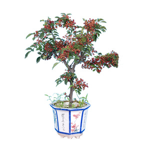 正宗四川大红袍花椒树苗盆栽南北种植麻椒青花椒苗厨房食用香料