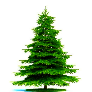 水杉树苗盆栽水杉云杉池杉小苗落羽杉金叶水杉树苗庭院绿化景观树