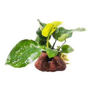 鱼缸造景水草水榕孔穴火山石水下植物生态鱼缸新手入门免种植装饰
