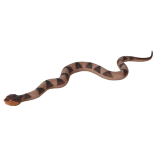 林畅模玩儿童实心软胶仿真蛇玩具尖吻蝮模型五步蛇七步蛇爬行动物