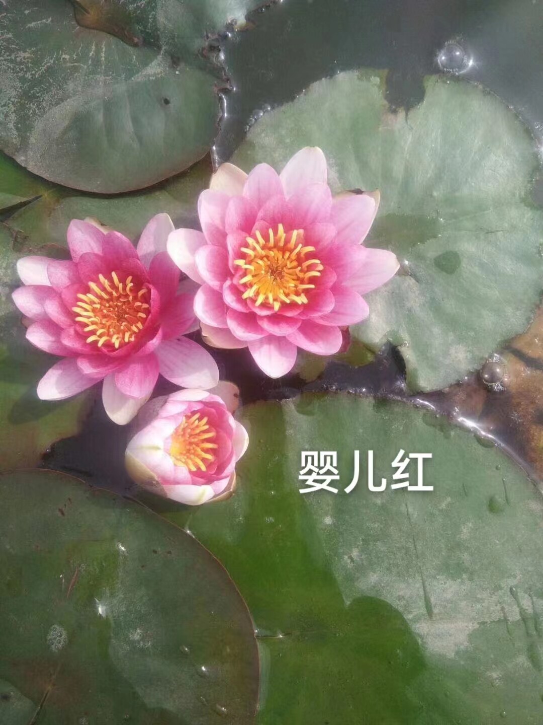 池塘水池大睡莲花水培植物四季水养带芽荷花盆栽睡莲根块茎带花苞怎么样,好用不?