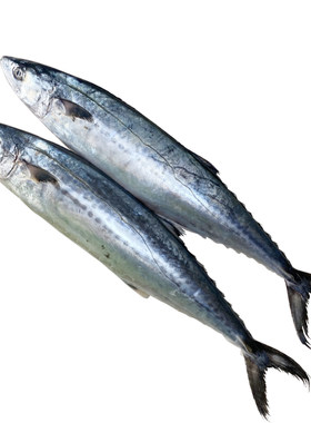 5斤特大鲅鱼新鲜冷冻马鲛鱼