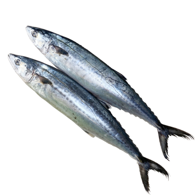 5斤特大鲅鱼新鲜冷冻马鲛鱼