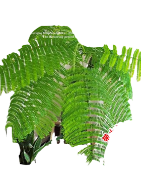 凤凰木树苗盆栽红花楹大树绿化植物室内客厅绿植造景大门口风景树