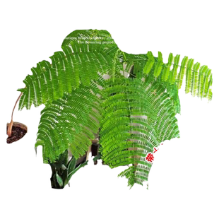 凤凰木树苗盆栽红花楹大树绿化植物室内客厅绿植造景大门口风景树