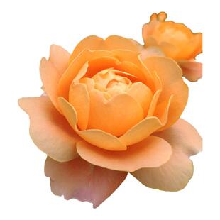 荷兰Juicy Terrazza果汁阳台内橙外粉橙色逐渐变浅四季多花苗