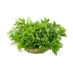 艾草新鲜食用蔬菜现摘发货清明草粑粑青团2斤艾叶新鲜艾草叶鲜嫩