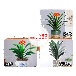 精品短叶元宝君子兰盆栽花卉植物室内花带花苞小苗四季好养活绿植