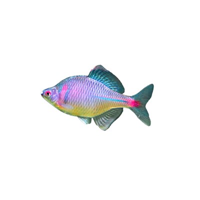 鳑鲏鱼观赏鱼冷水鱼原生鱼七彩旁皮鱼高体旁皮活体小型淡水鱼好养
