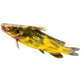 黄骨鱼苗黄辣丁鱼苗黄颡鱼鱼苗昂刺鱼苗黄鸭叫三角峰淡水养殖食用