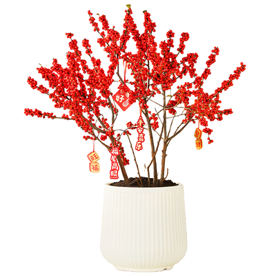 北美冬青树苗盆栽年宵花卉红果