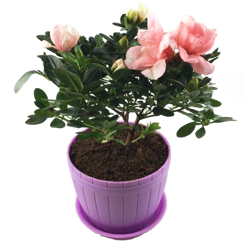 包邮杜鹃花室内花阳台观花植物