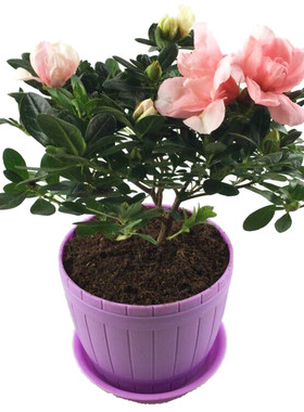 包邮杜鹃花室内花阳台观花植物