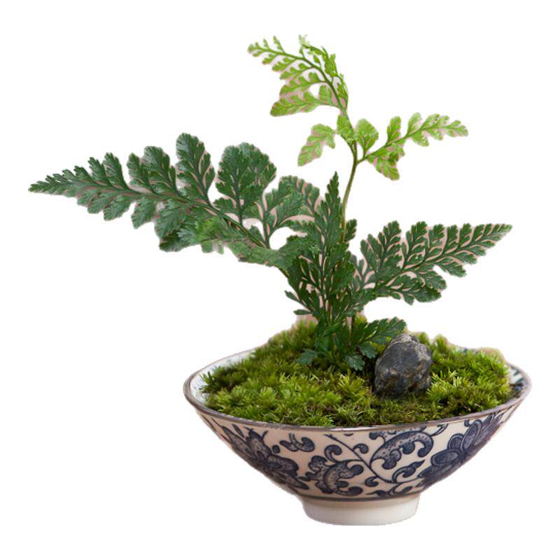 创意狼尾蕨苔藓微景观盆栽桌面成桌面绿植