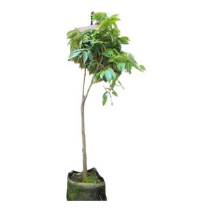 荔枝苗冰荔枝妃子笑仙进奉荔枝树苗优良品种甜美带土带叶15年淘宝