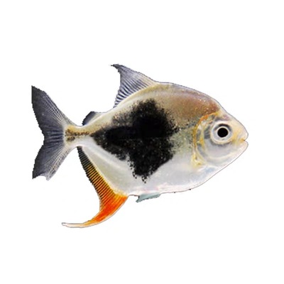 粗线银板群鱼虎纹黑桃热带观赏鱼