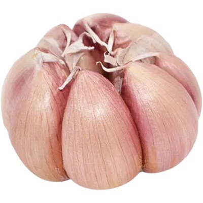 干大蒜种籽9斤农家自种