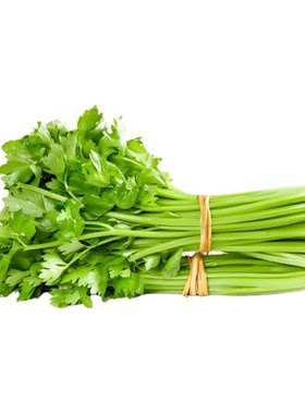 芹菜种子四季小香味浓郁