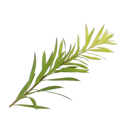 新鲜黄金柳芽西餐料理烘焙摆盘