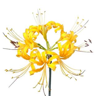 忽地笑 金色石蒜  彼岸花种球  曼珠沙华盆栽 室内四季种植花卉