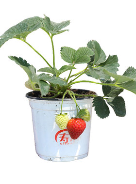 自己种植更健康寿禾出品带土好苗