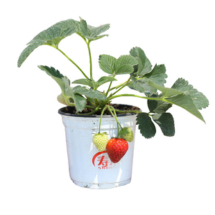 加仑草莓盆栽带花果种籽四季种子白苗原盆原土食用秧红颜子盆种苗