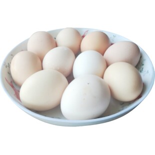 安庆翻毛鸡蛋可孵小鸡的蛋当天捡鸡蛋新鲜倒毛鸡蛋