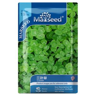 【MARSEED火星家】彩包三叶草花卉种子籽孑易活绿化四季青