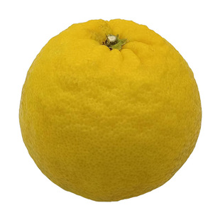 野生酸柑子臭皮柑苦泡柑药柑子孕妇水果下火咳嗽土方湖北湖南特产