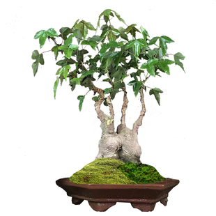 原生唐枫小叶红芽三角枫盆景矮霸小品枫树熟桩练手桩阳台