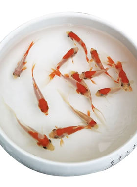 红白草金红白锦鲫观赏鱼冷水鱼淡水鱼小型鱼草金鱼小金鱼锦鲤鱼