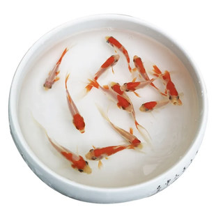 红白草金红白锦鲫观赏鱼冷水鱼淡水鱼小型鱼草金鱼小金鱼锦鲤鱼