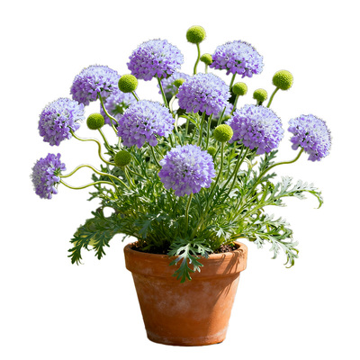 【爆花】蓝盆花盆栽花苗庭院室内外客厅阳台四季花卉好养耐寒耐热