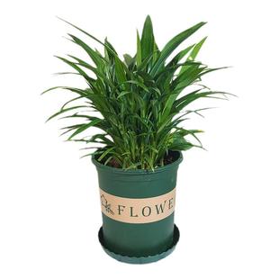 香兰叶斑斓叶盆栽香兰叶大苗小苗可食用香料天然芳香客厅窗台美观