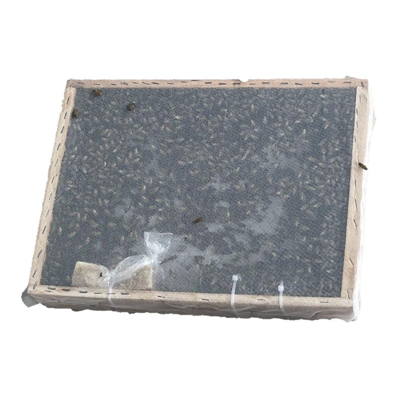 蜜蜂中蜂蜂群养殖中蜂带子脾带阿坝新开产蜂王中华土蜂笼蜂活蜂
